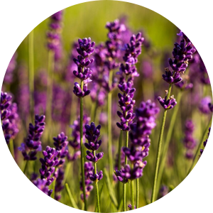 Lavender Oil Extract