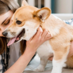 CBD in Veterinary Medicine Benefits and Considerations